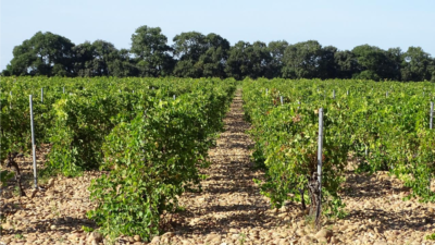 transaction de domaines viticoles